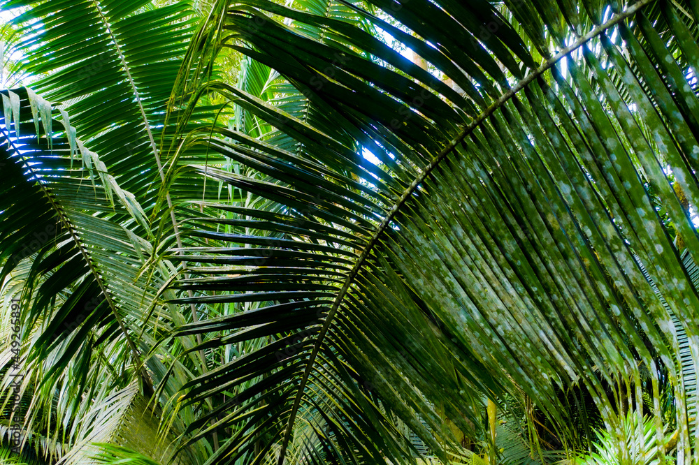 Obraz premium Large yellow, green palm leaves inside a forest are making a perfect natural background