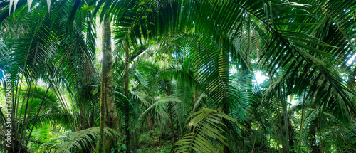 A natural background of a forest with large green palm leaves in a lush green color, a banner from a panorama of nature