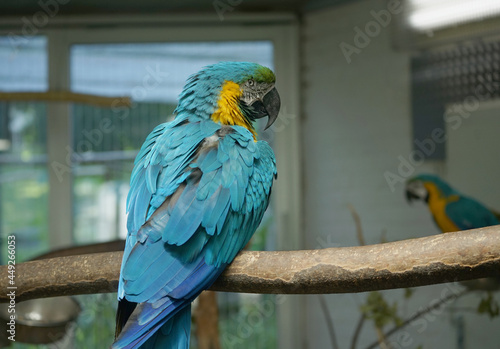 Close up of a macaw