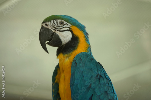 Close up of a macaw