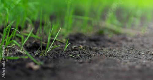 A Close Up Photograph of Some Young Grass, Symbolising Growth from Sunlight, and Hope.