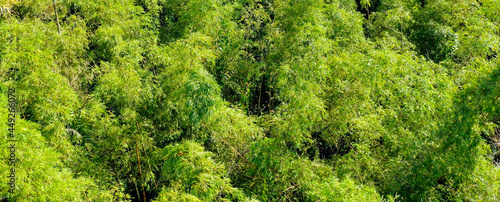 Aerial view of a bamboo forest in Ecuador, a lush green tropical background or banner