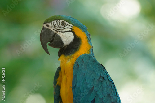 Close up of a macaw