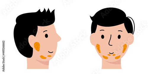 Salivary gland concept