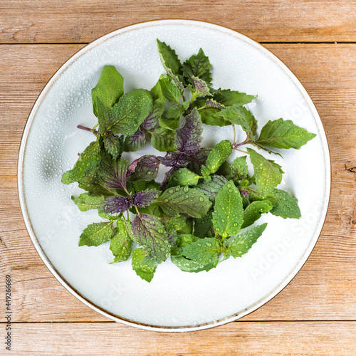 Raw fresh Basil leaves Italian salad with water drops on grey plate on wooden table background. Top view. Flat lay. Close up. Selective soft focus. Shallow depth of field. Text copy space.