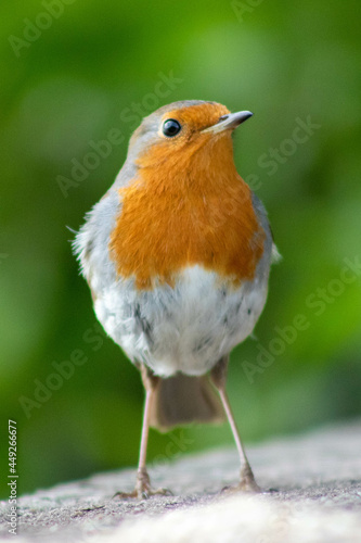 Uk Garden bird, the Robin Redbreast on a green background © Genesis