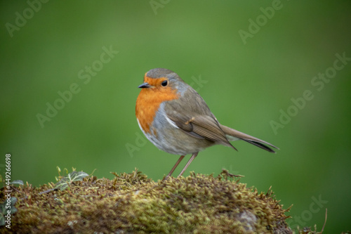 Uk Garden bird, the Robin Redbreast on a green background © Genesis