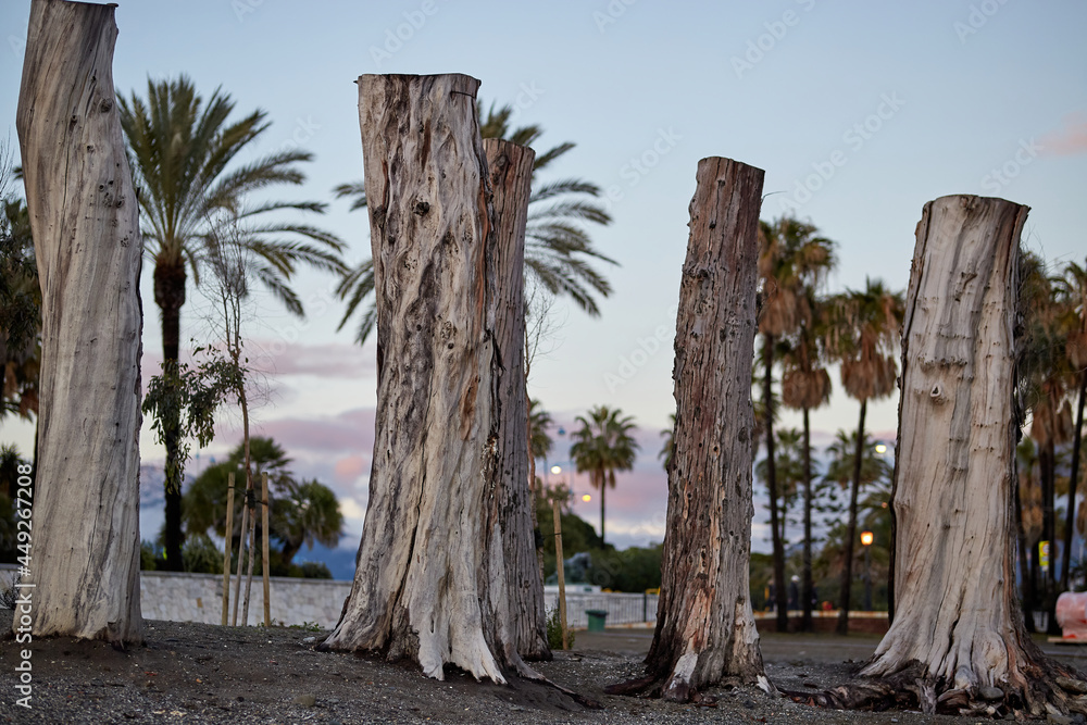 Tree trunks on the beach at sunset in San Pedro Alcantara