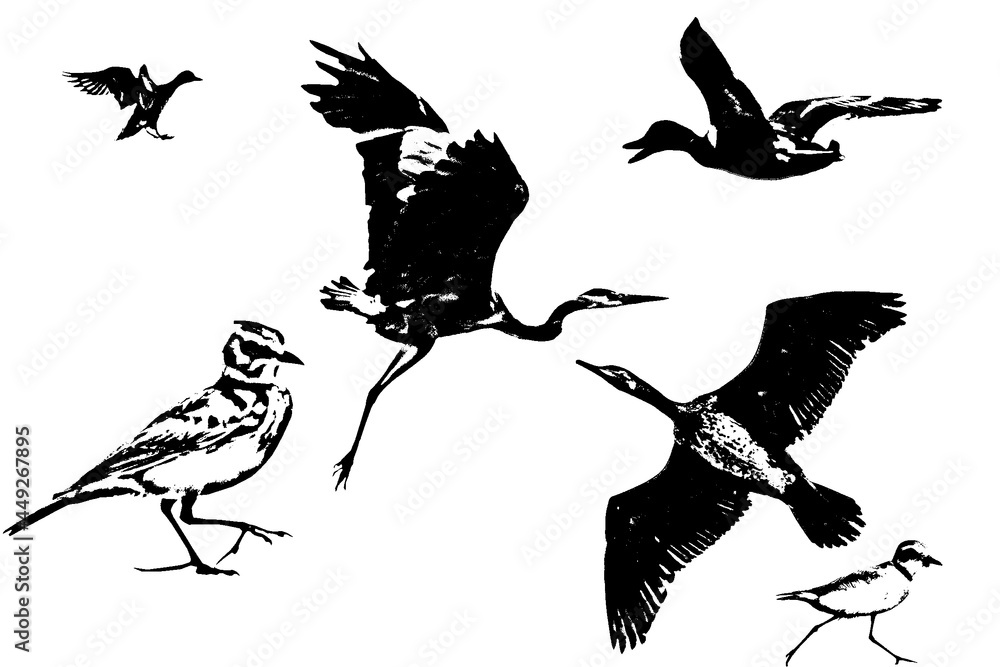 Obraz premium aves