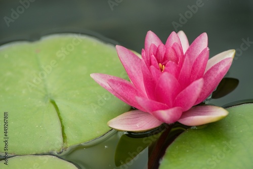 The Indian lotus (Nelumbo nucifera) lotus flower was and is in many religions a sacred flower and an important symbol, it plays an important role in Egyptian mythology and is still revered in Hinduism