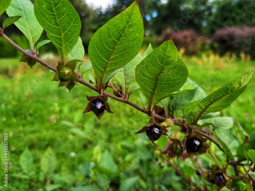 Obraz na plátně Atropa belladonna