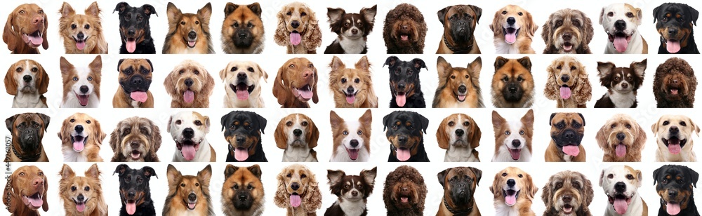 Beautiful dogs in front of a white background Beautiful dogs in front of a white background
