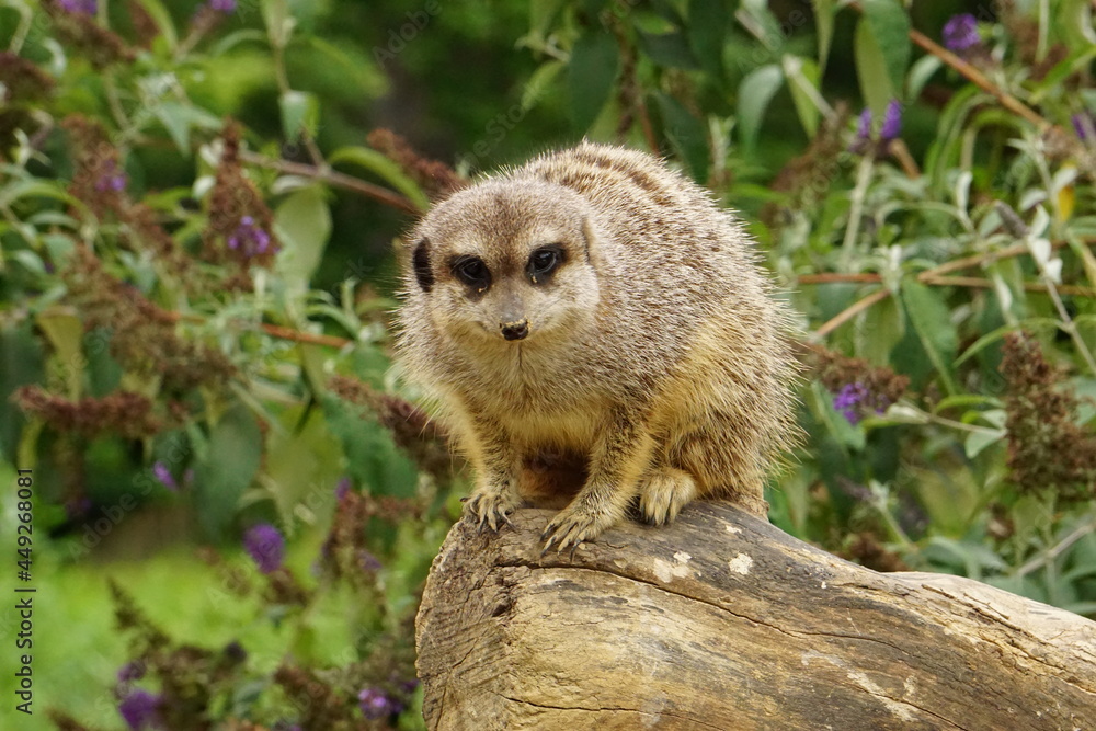 Fototapeta premium Suricate