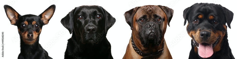Beautiful dogs in front of a white background