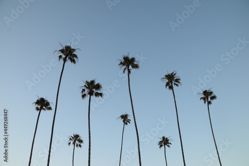Palms in the Sky