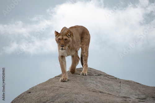Female lion or Panthera leo walking on a big stone and looking into the camera