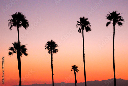 Sunset Palms © Emily