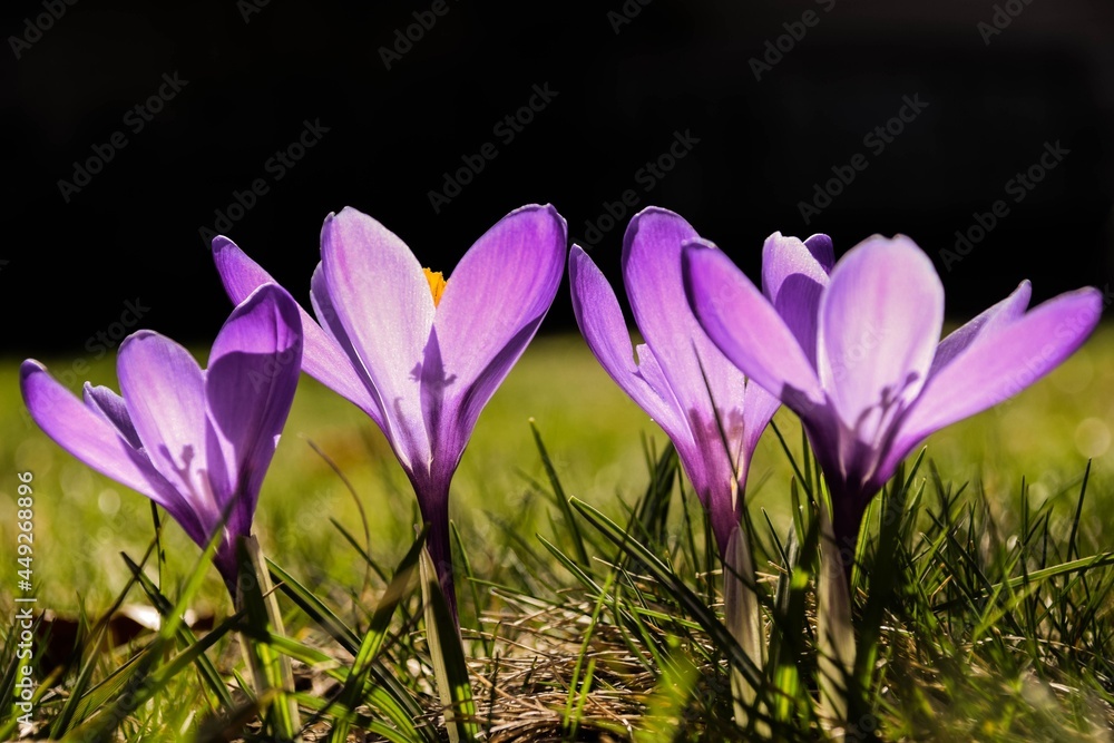 purple crocuses in the grass purple crocuses in the grass