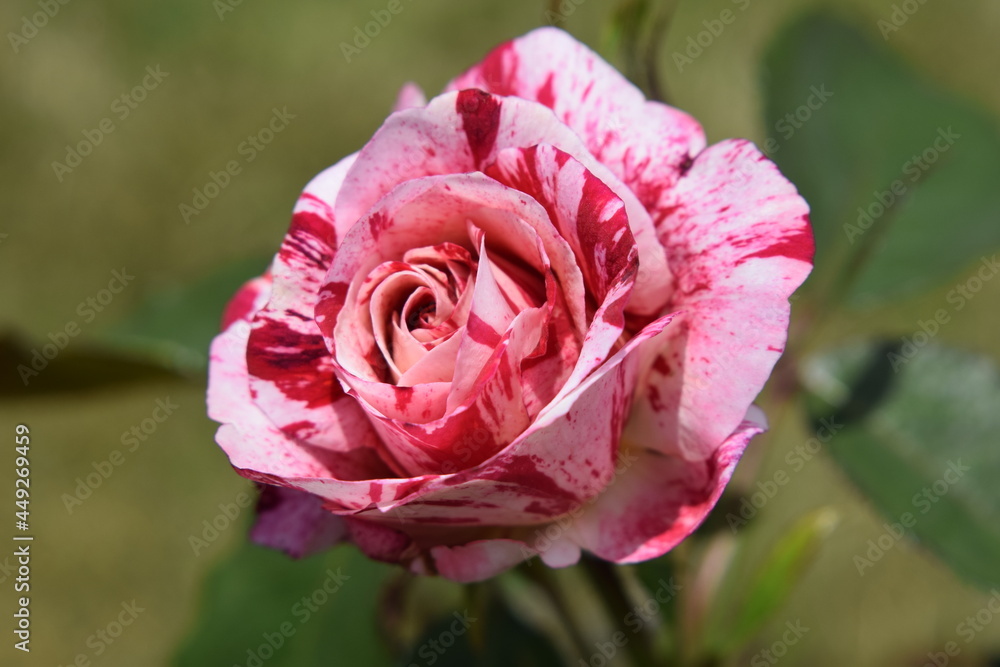 pink and red rose pink and red rose