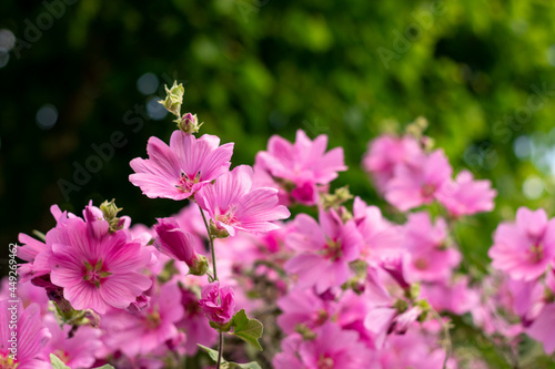 Lavatera clementii Rosea tree mallow or hollyhock flowers with copy space for text. Bright pink alcea rosea flower. Selective focus 