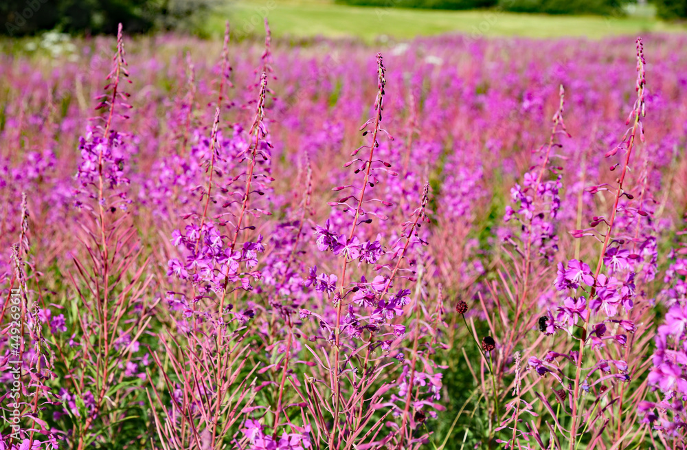 Naklejka premium Die Hohe Rhön mit blühenden Weidenröschen