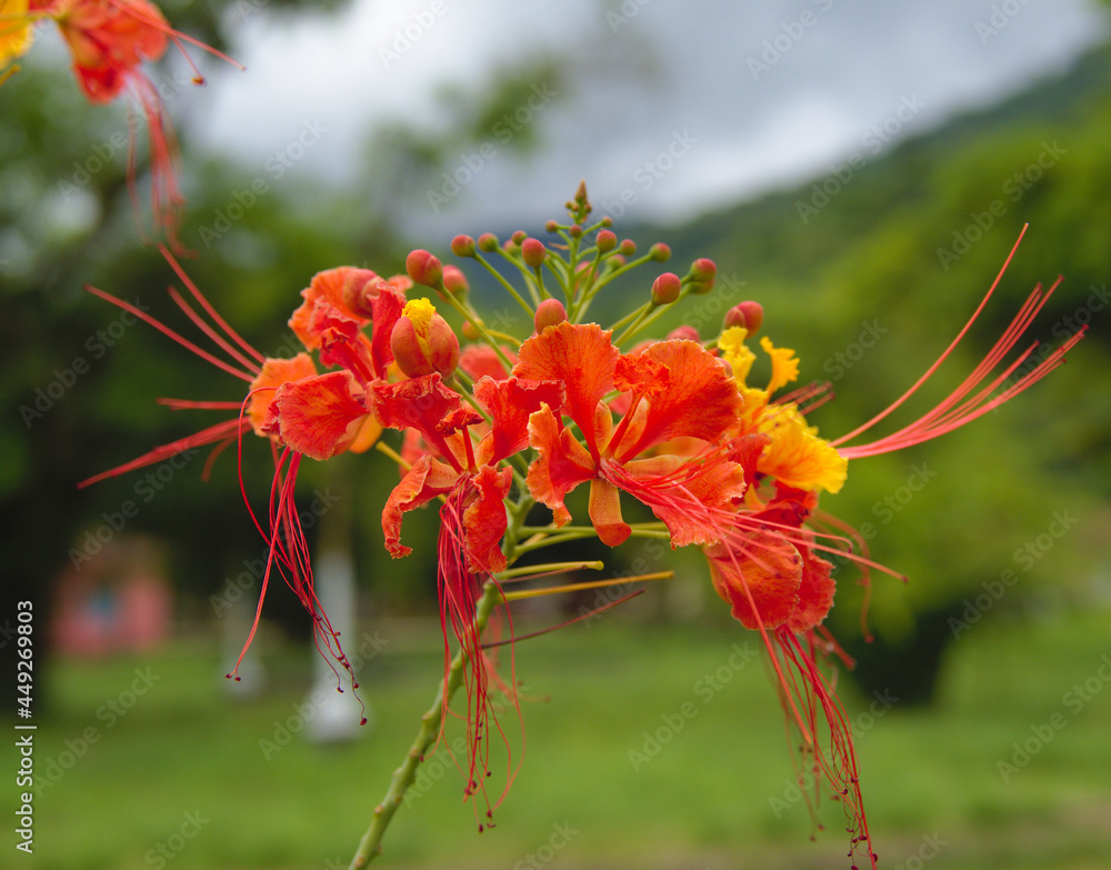 2018 - Linda Flor do Litoral Carioca