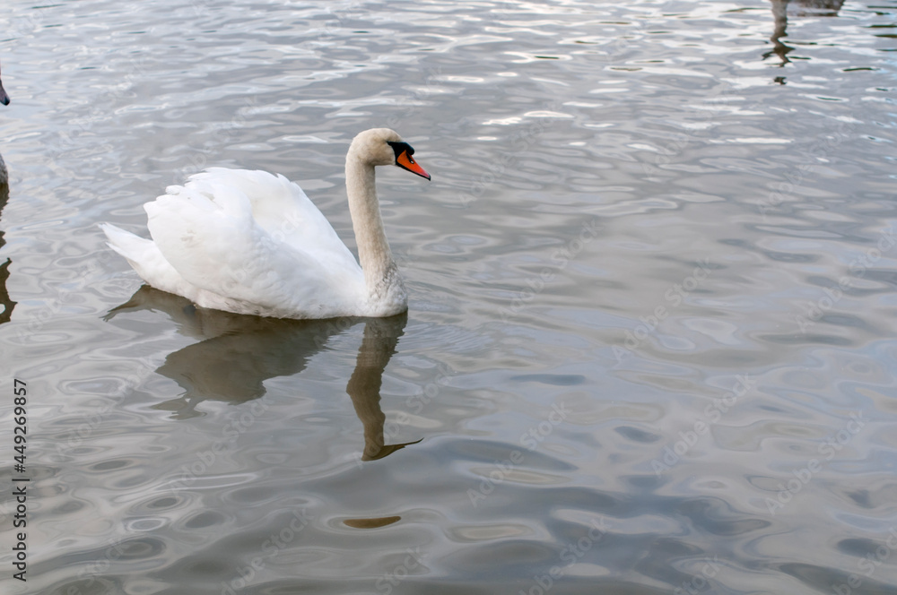 A white majestic swan floats in front of a wave of water. Young swan in the middle of the water. Drops on a wet head. A white majestic swan floats in front of a wave of water. Young swan in the middle of the water. Drops on a wet head.