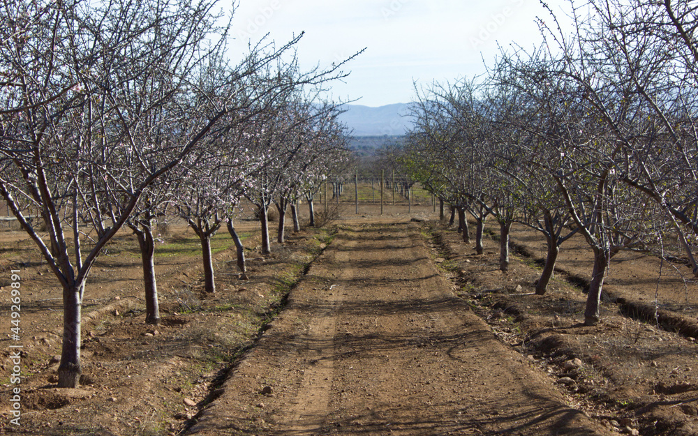 A plantation of almond trees in the field. A plantation of almond trees in the field.