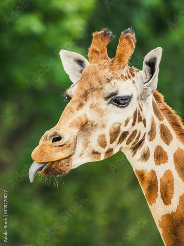 Cute giraffe portrait with tongue lolling out.