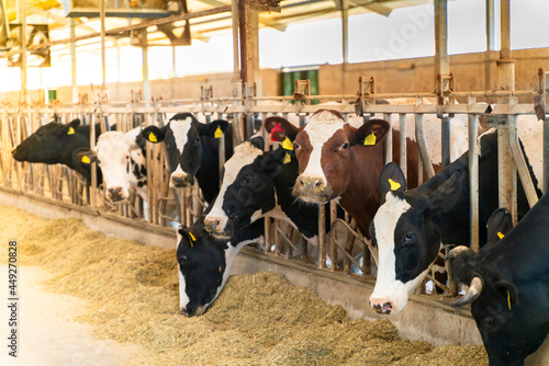 Cows stand in stalls at a farm