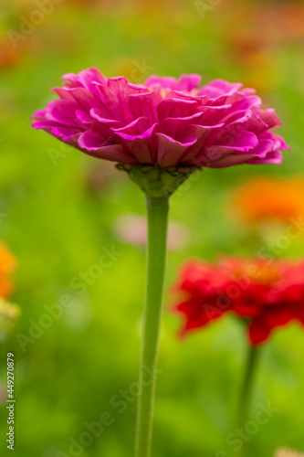Pink Zinnia Flower Background