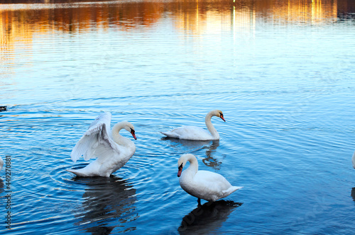 White swan onlake shore. Swan on beach. Swan on shore photo