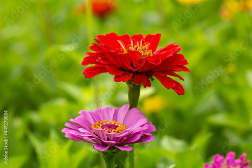Red and Pink Zinnia Flowers In Garden