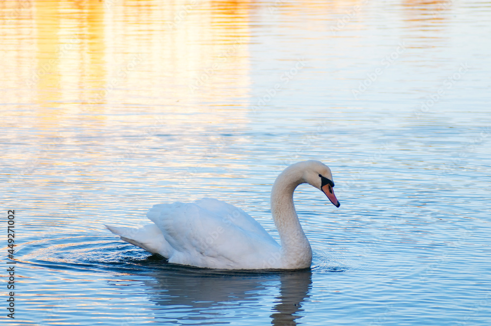 Fototapeta premium A white majestic swan floats in front of a wave of water. Young swan in the middle of the water. Drops on a wet head.