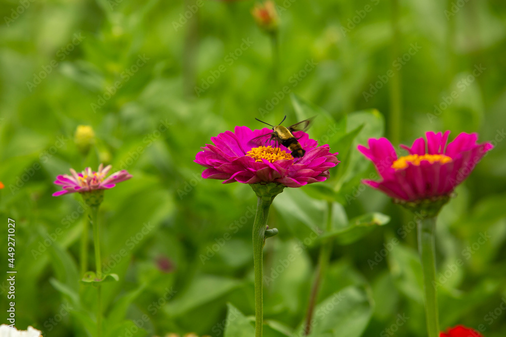 Cute Hummingbird Moth On Pink Zinnia Flower Cute Hummingbird Moth On Pink Zinnia Flower