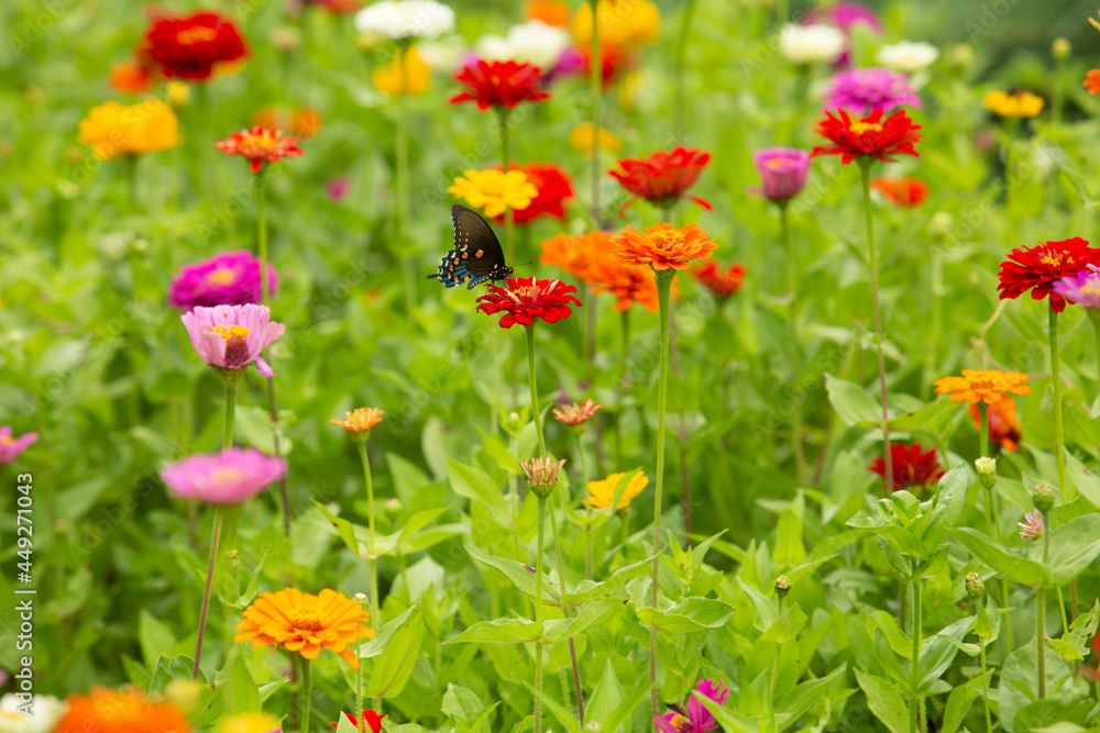 Large Zinnia Garden With Black Swallowtail Butterfly