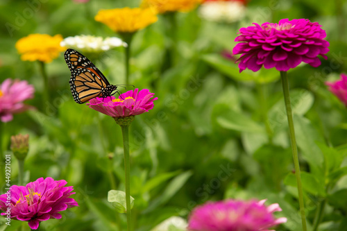 Monarch Butterfly On Bright Pink Zinnia Flower © Carol