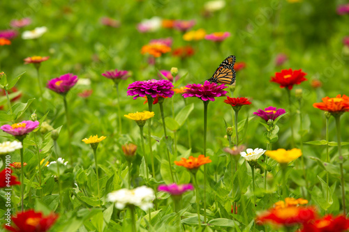 Pink Zinnia Flower With Monarch Butterfly