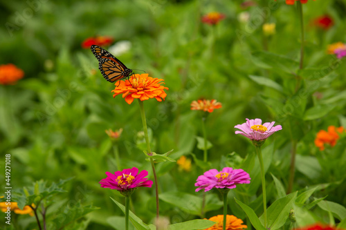Orange Monarch Butterfly Sits On Zinnia Flower © Carol