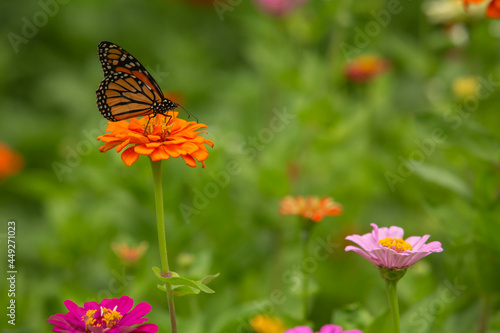 Close Up Orange Zinnia Flower With Monarch Butterfly © Carol