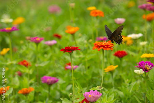 Black Swallowtail Butterfly On Orange Zinnia Flower © Carol