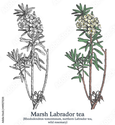Marsh Labrador tea. Colorful vector hand drawn plant. Vintage medicinal sketch