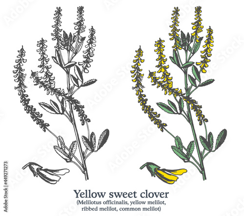 Yellow sweet clover. Colorful vector hand drawn plant. Vintage medicinal sketch. photo