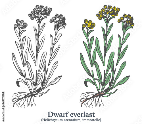 Dwarf everlast. Colorful vector hand drawn plant. Vintage medicinal sketch