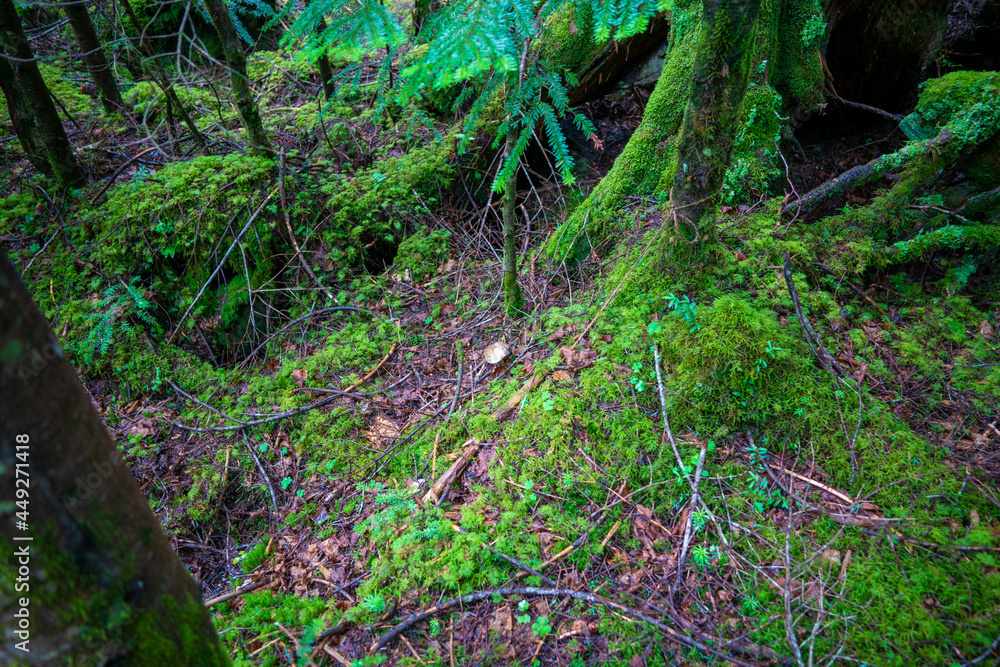 Fototapeta premium 長野県南佐久郡の八ヶ岳のニュウの登山道の風景 A view of the trail at Nyu, Yatsugatake, Minamisaku-gun, Nagano Prefecture, Japan.