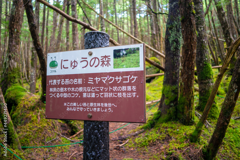 長野県南佐久郡の八ヶ岳のニュウの登山道の風景 A view of the trail at Nyu, Yatsugatake, Minamisaku-gun, Nagano Prefecture, Japan. 長野県南佐久郡の八ヶ岳のニュウの登山道の風景 A view of the trail at Nyu, Yatsugatake, Minamisaku-gun, Nagano Prefecture, Japan.