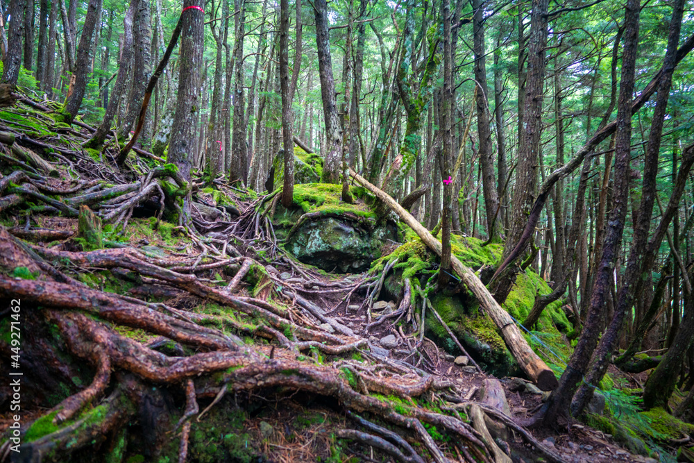 長野県南佐久郡の八ヶ岳のニュウの登山道の風景 A view of the trail at Nyu, Yatsugatake, Minamisaku-gun, Nagano Prefecture, Japan. 長野県南佐久郡の八ヶ岳のニュウの登山道の風景 A view of the trail at Nyu, Yatsugatake, Minamisaku-gun, Nagano Prefecture, Japan.