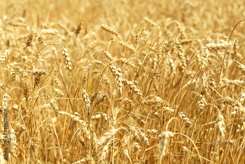 Wheat field. Ears of golden wheat close up. Beautiful Nature Sunset Landscape. Rural Scenery under Shining Sunlight. Background of ripening ears of meadow wheat field. Rich harvest Concept.