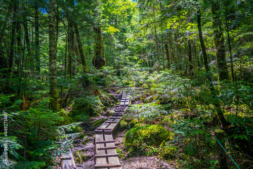 長野県南佐久郡の八ヶ岳のニュウの登山道の風景 A view of the trail at Nyu, Yatsugatake, Minamisaku-gun, Nagano Prefecture, Japan. photo