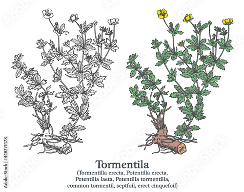Tormentila. Colorful vector hand drawn plant. Vintage medicinal plant sketch.